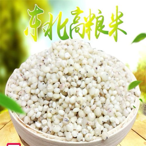东北农家自产新鲜白高粱米 传统粗粮的健康之选